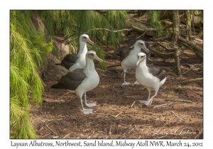 Laysan Albatross