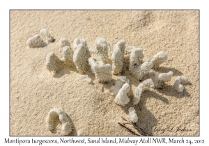 Montipora turgescens