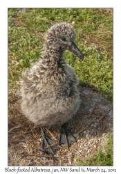 Black-footed Albatross