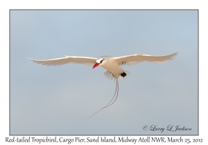 Red-tailed Tropicbird