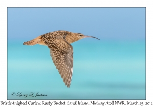 Bristle-thighed Curlew