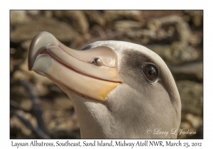 Laysan Albatross