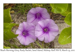 Beach Morning Glory