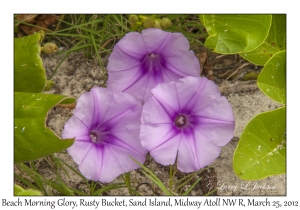 Beach Morning Glory