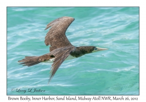 Brown Booby