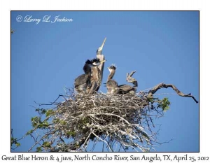 Great Blue Herons