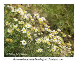 Arkansas Lazy Daisy