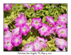 Petunias