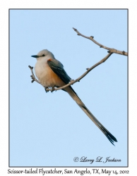 Scissor-tailed Flycatcher