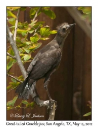 Great-tailed Grackle, juvenile