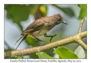 Garden Bulbul