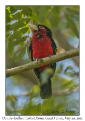 Double-toothed Barbet