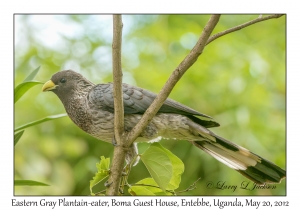 Eastern Gray Plaintain-eater