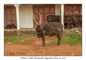 Ankole Cattle