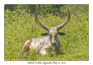 Ankole Cattle