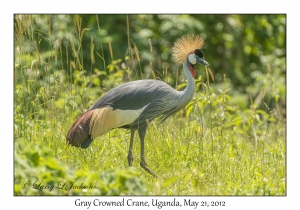 Gray Crowned Crane