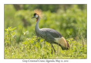 Gray Crowned Crane