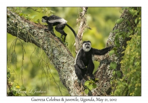 Guereza Colobus