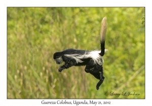 Guereza Colobus