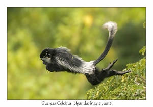 Guereza Colobus