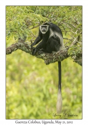 Guereza Colobus