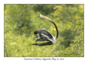 Guereza Colobus