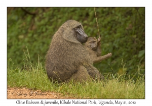 Olive Baboons