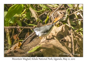 Mountain Wagtail