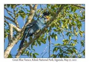 Great Blue Turaco