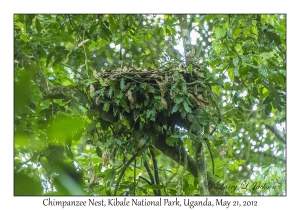 Chimpanzee nest