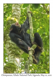 Chimpanzee