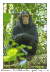 Chimpanzee