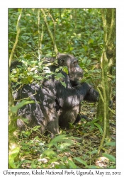 Chimpanzees