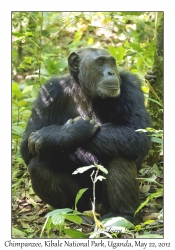 Chimpanzee
