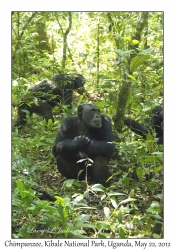 Chimpanzees