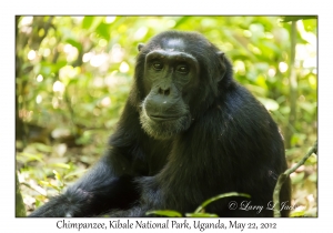 Chimpanzee