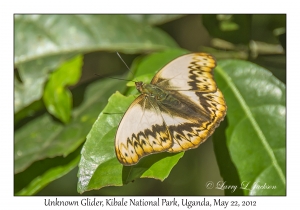 Unknown Glider