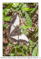 Herminia Glider