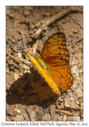 Common Leopard