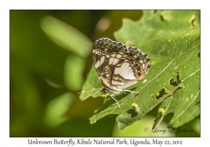 Unknown Butterfly