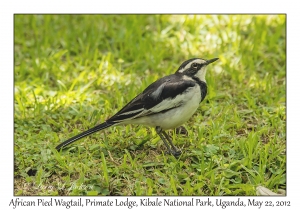 African Pied Wagtail