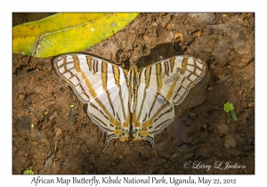 African Map Butterfly