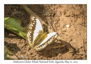 Unknown Glider
