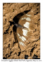 Deceptive Eggfly