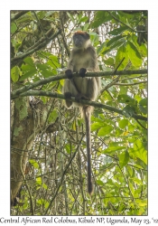 Central African Red Colobus