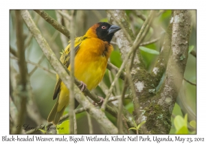 Black-headed Weaver, male