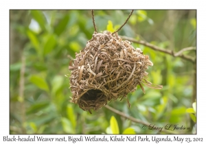 Black-headed Weaver, nest