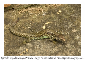 Speckle-lipped Mabuya