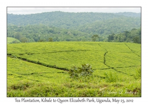 Tea Plantation
