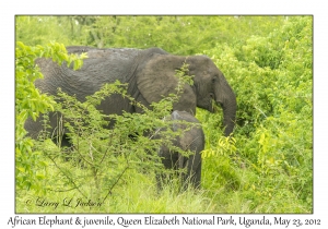 African Elephants